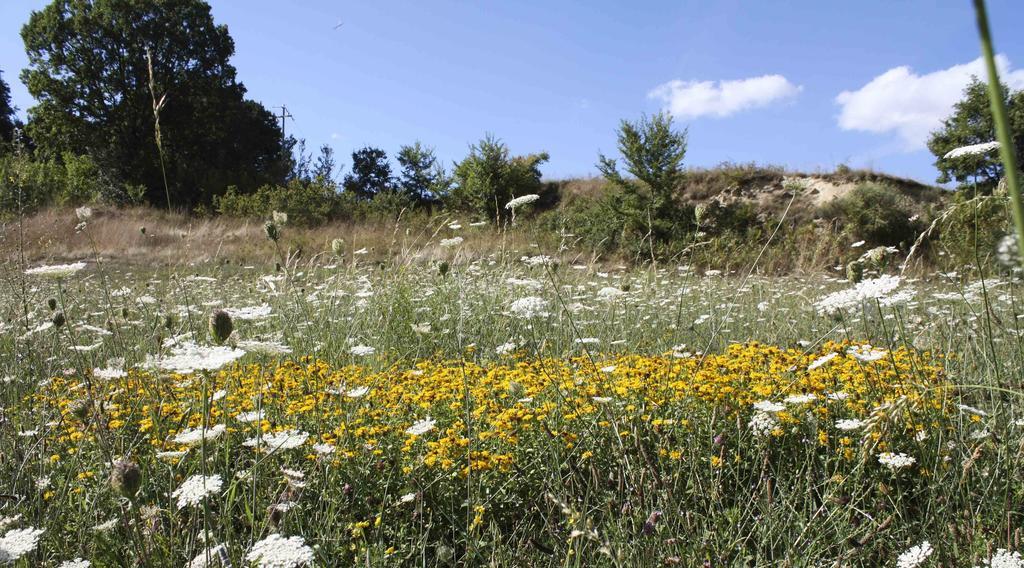 Casa Vacanze Antico Poggio Poggio San Giovanni Εξωτερικό φωτογραφία